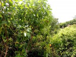 Croton inhambanensis