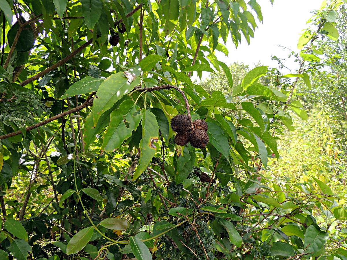 Croton inhambanensis