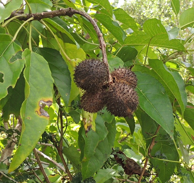 Croton inhambanensis