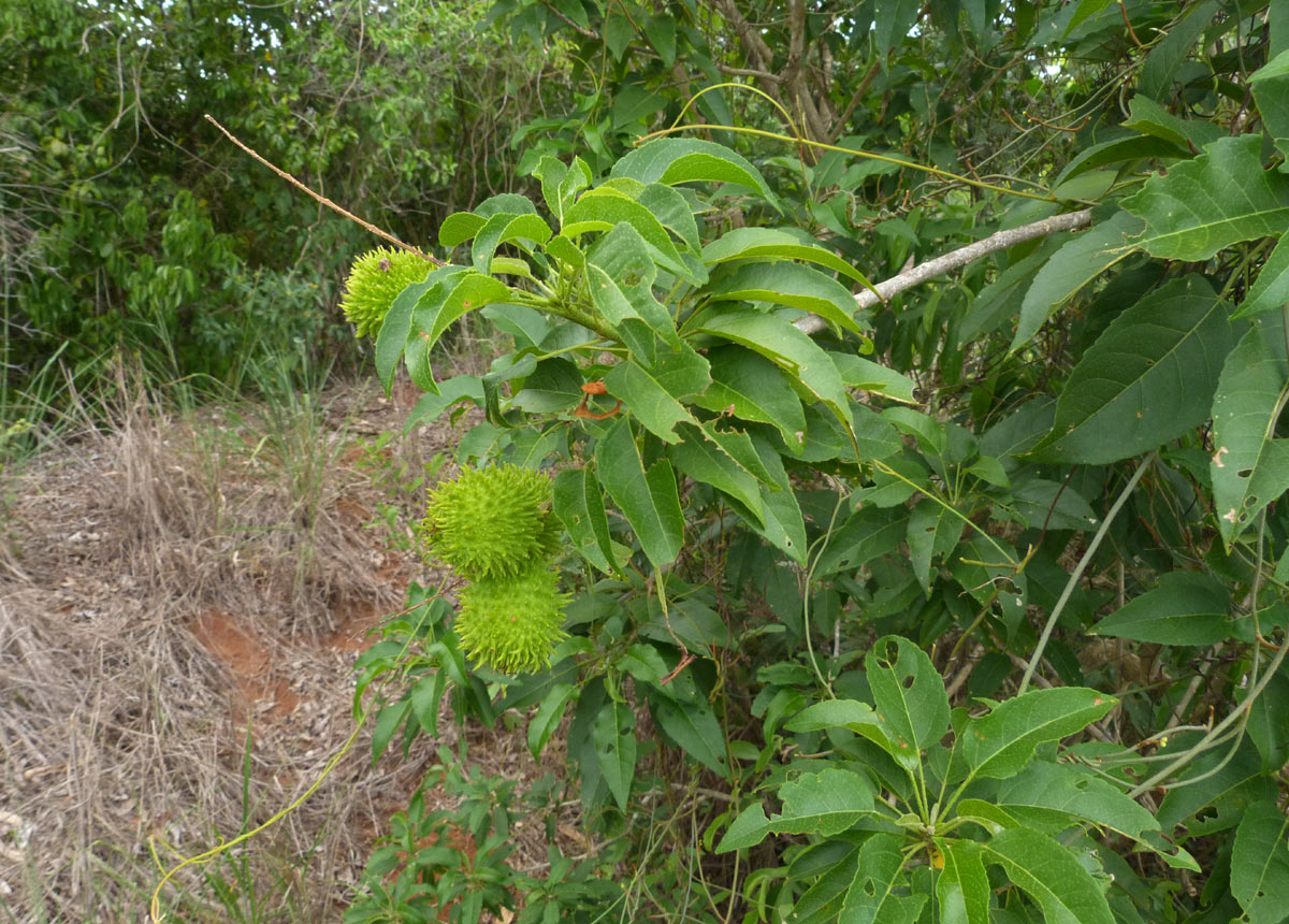 Croton inhambanensis