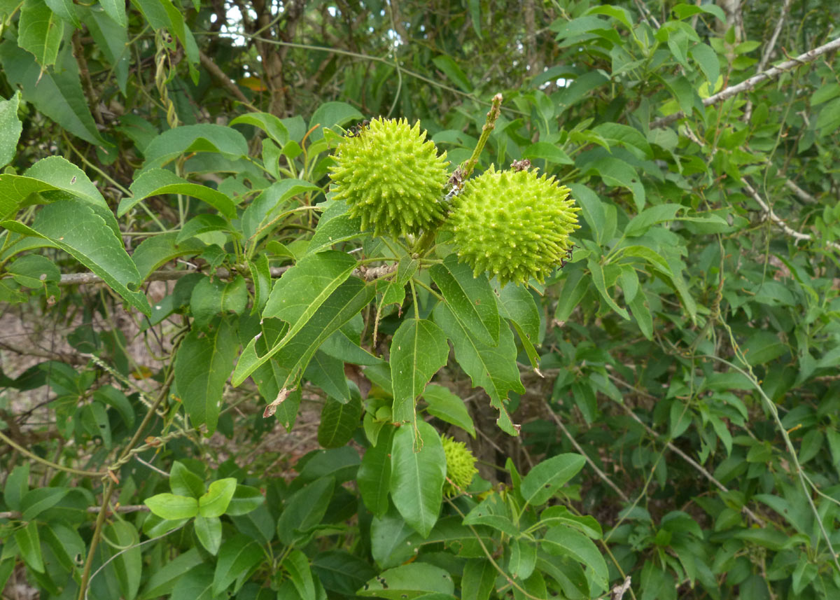 Croton inhambanensis