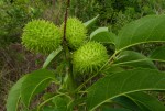 Croton inhambanensis