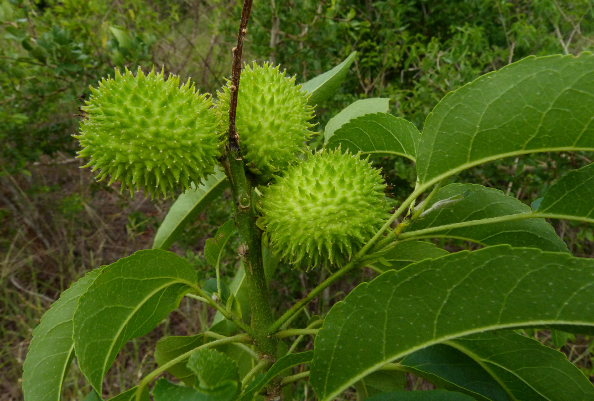 Croton inhambanensis