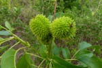 Croton inhambanensis