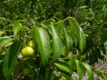 Sclerocroton integerrimus
