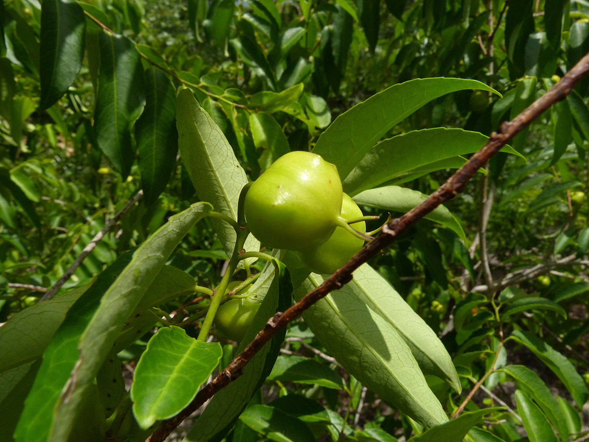 Sclerocroton integerrimus