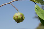 Sclerocroton integerrimus