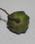 Sclerocroton integerrimus