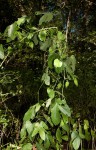 Dalechampia scandens var. cordofana