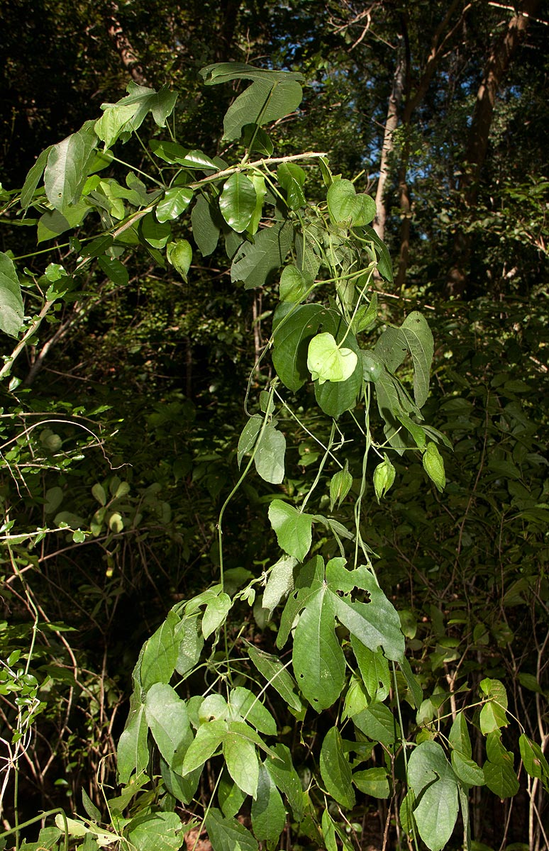 Dalechampia scandens var. cordofana