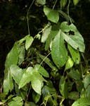 Dalechampia scandens var. cordofana