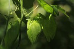 Dalechampia scandens var. cordofana