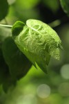 Dalechampia scandens var. cordofana