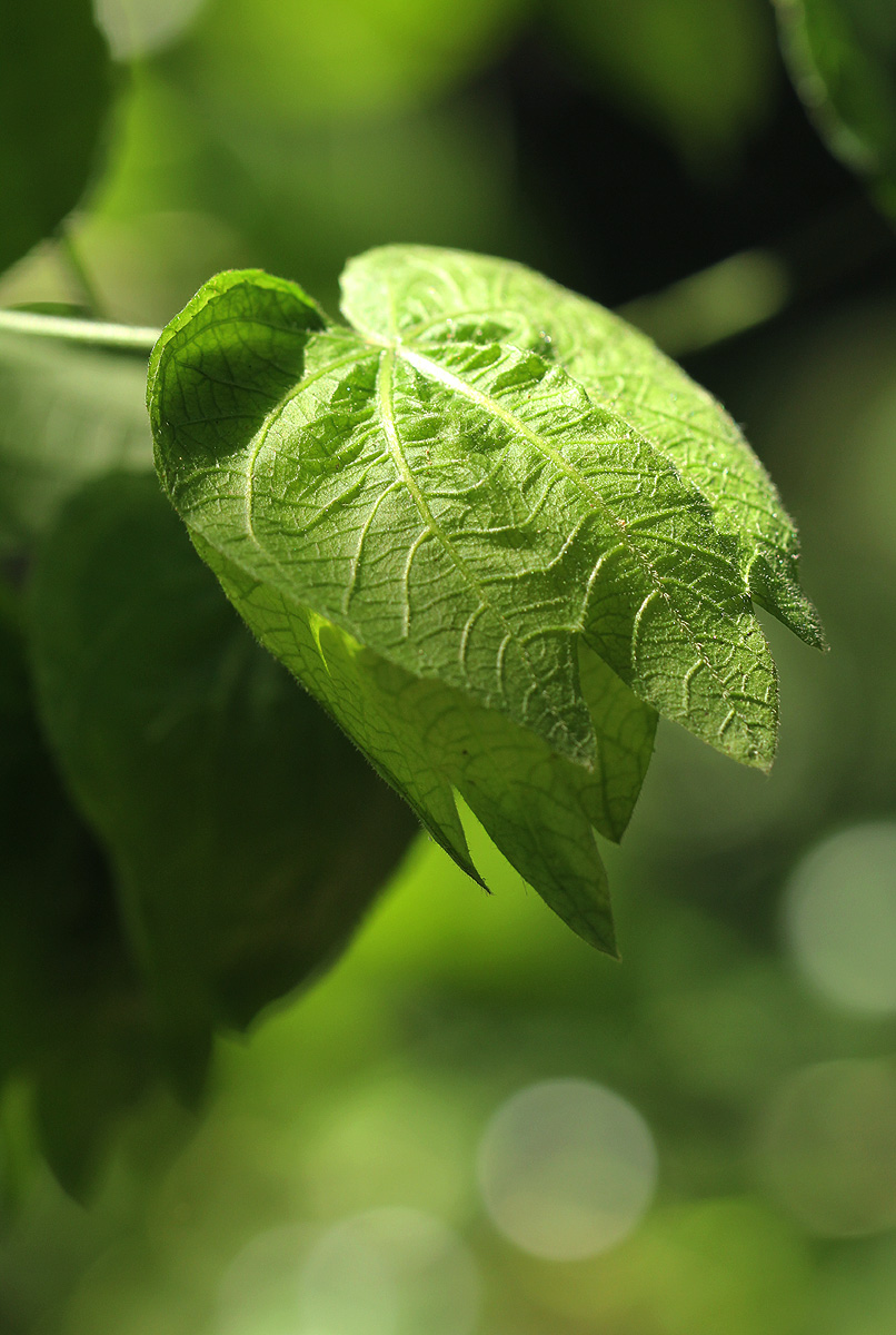 Dalechampia scandens var. cordofana