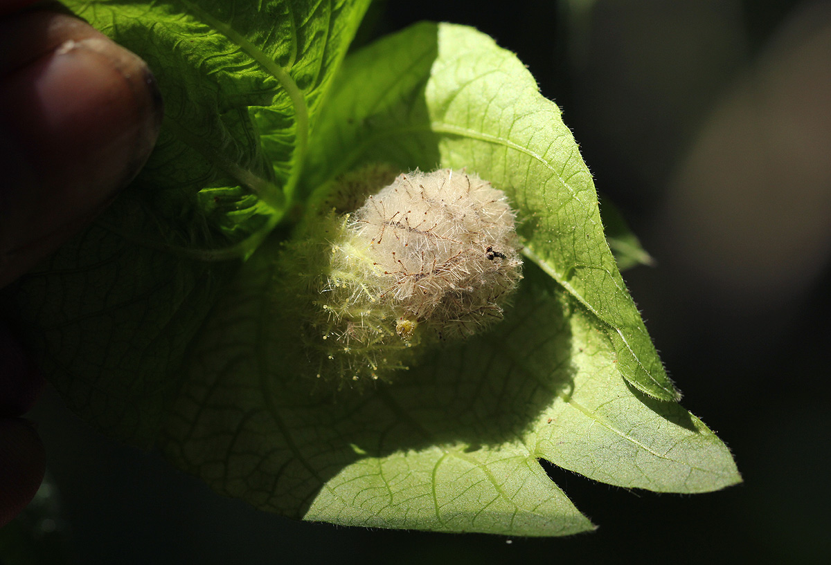Dalechampia scandens var. cordofana
