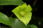 Dalechampia scandens var. cordofana