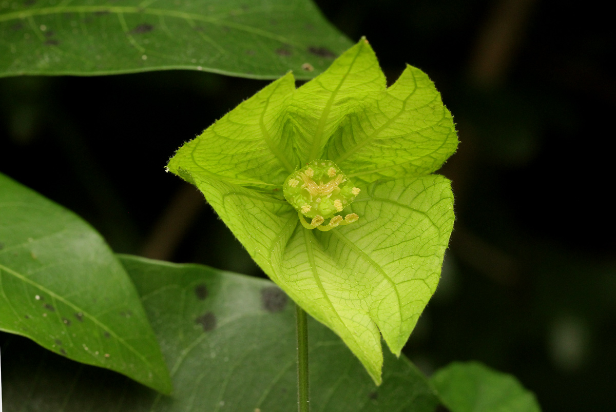 Dalechampia scandens var. cordofana