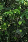 Dalechampia scandens var. cordofana