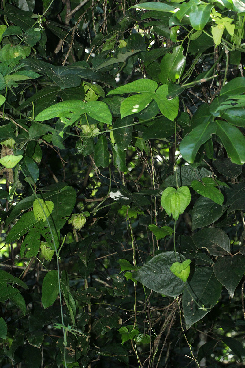 Dalechampia scandens var. cordofana
