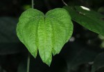 Dalechampia scandens var. cordofana