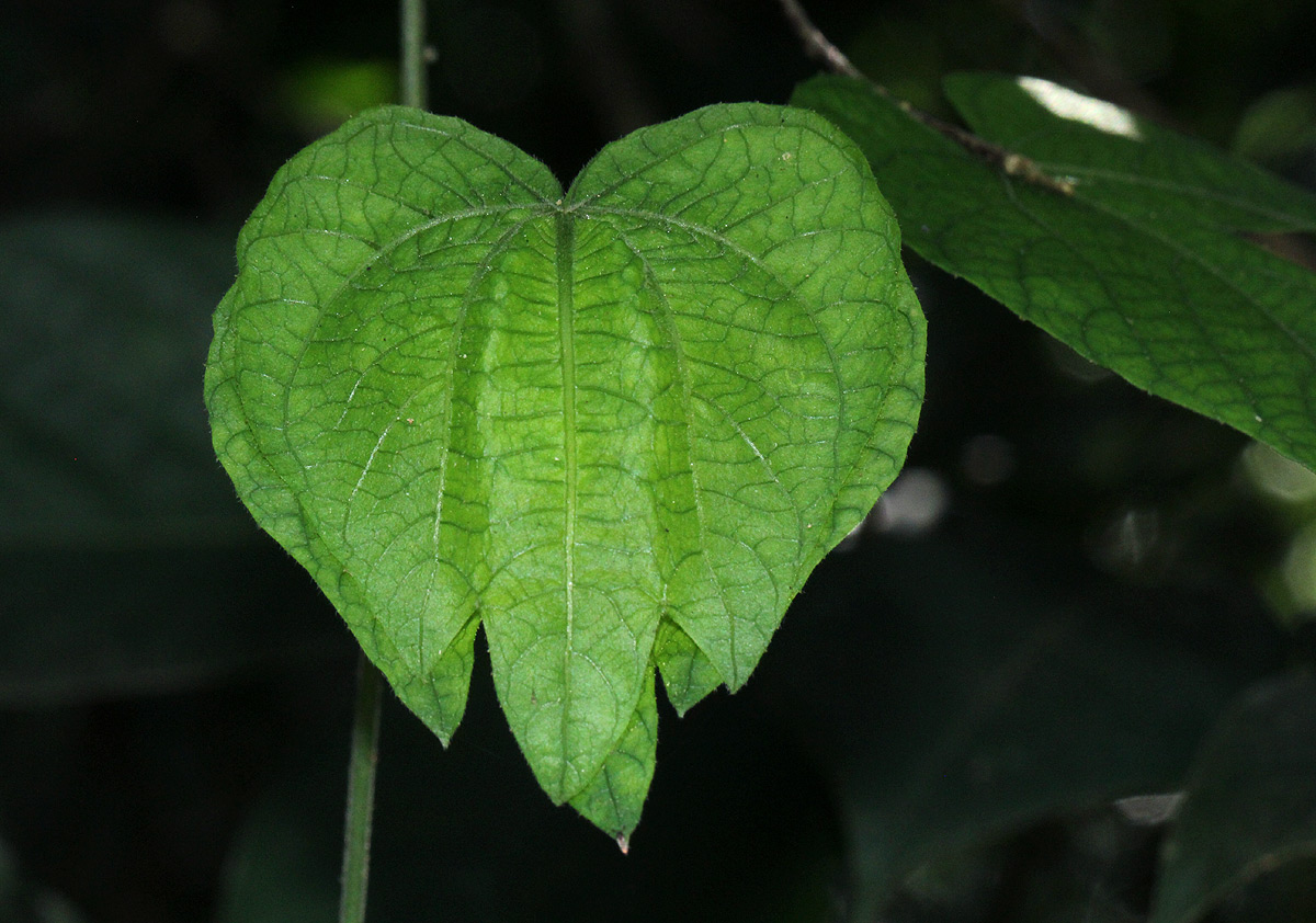 Dalechampia scandens var. cordofana