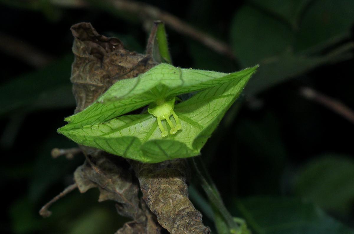 Dalechampia scandens var. cordofana