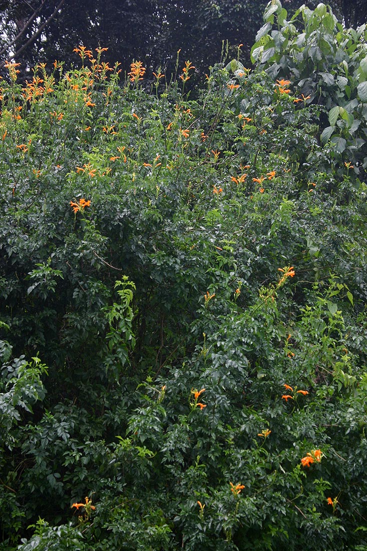 Tecomaria capensis