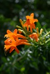 Tecomaria capensis
