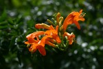 Tecomaria capensis