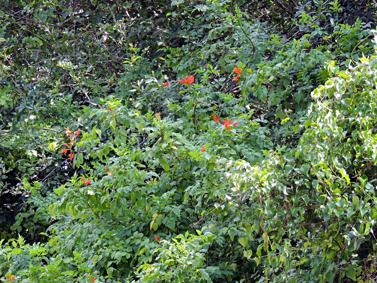 Tecomaria capensis