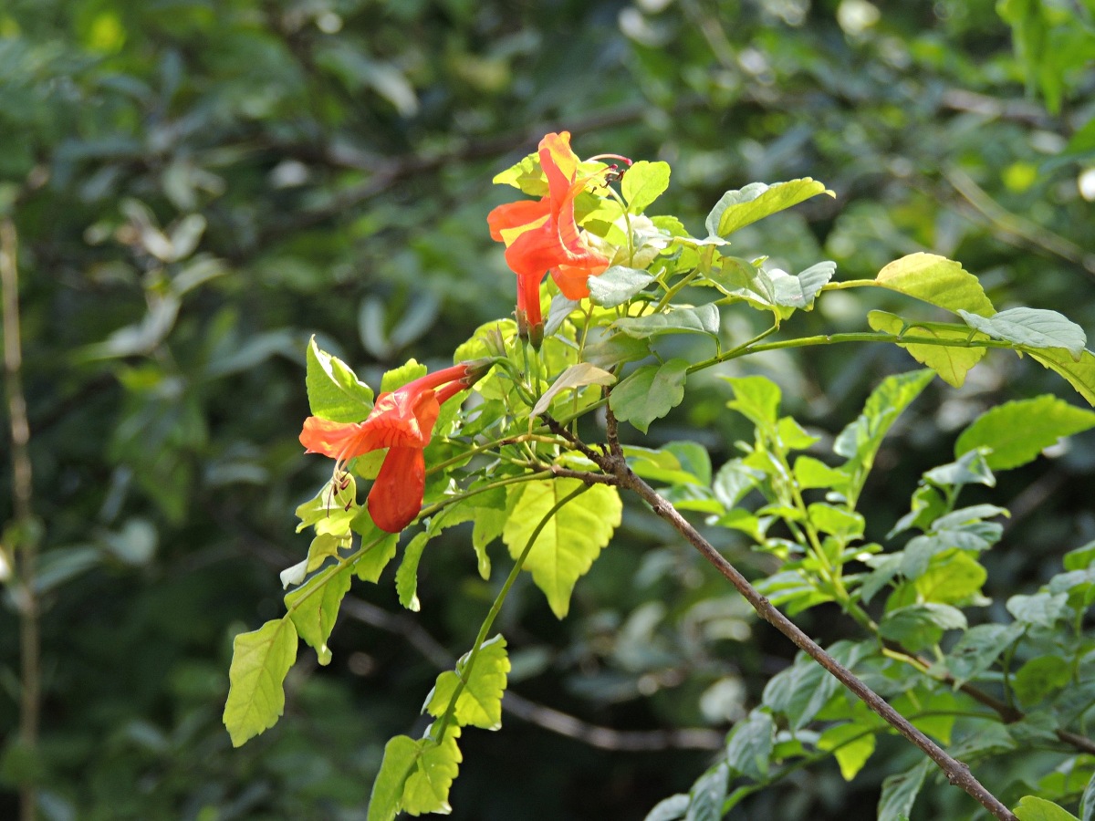 Tecomaria capensis