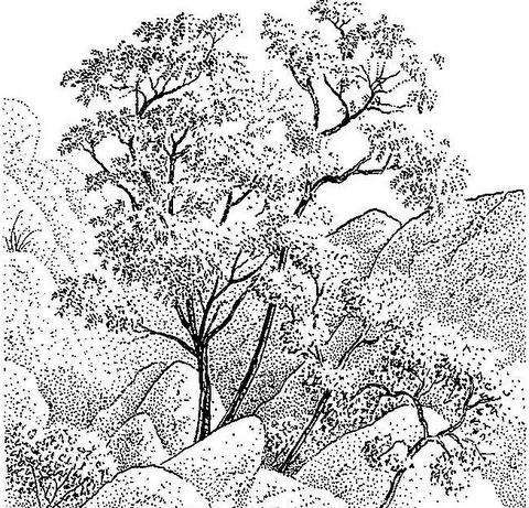 Tecomaria capensis