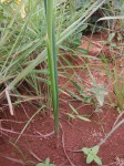 Moraea verdickii