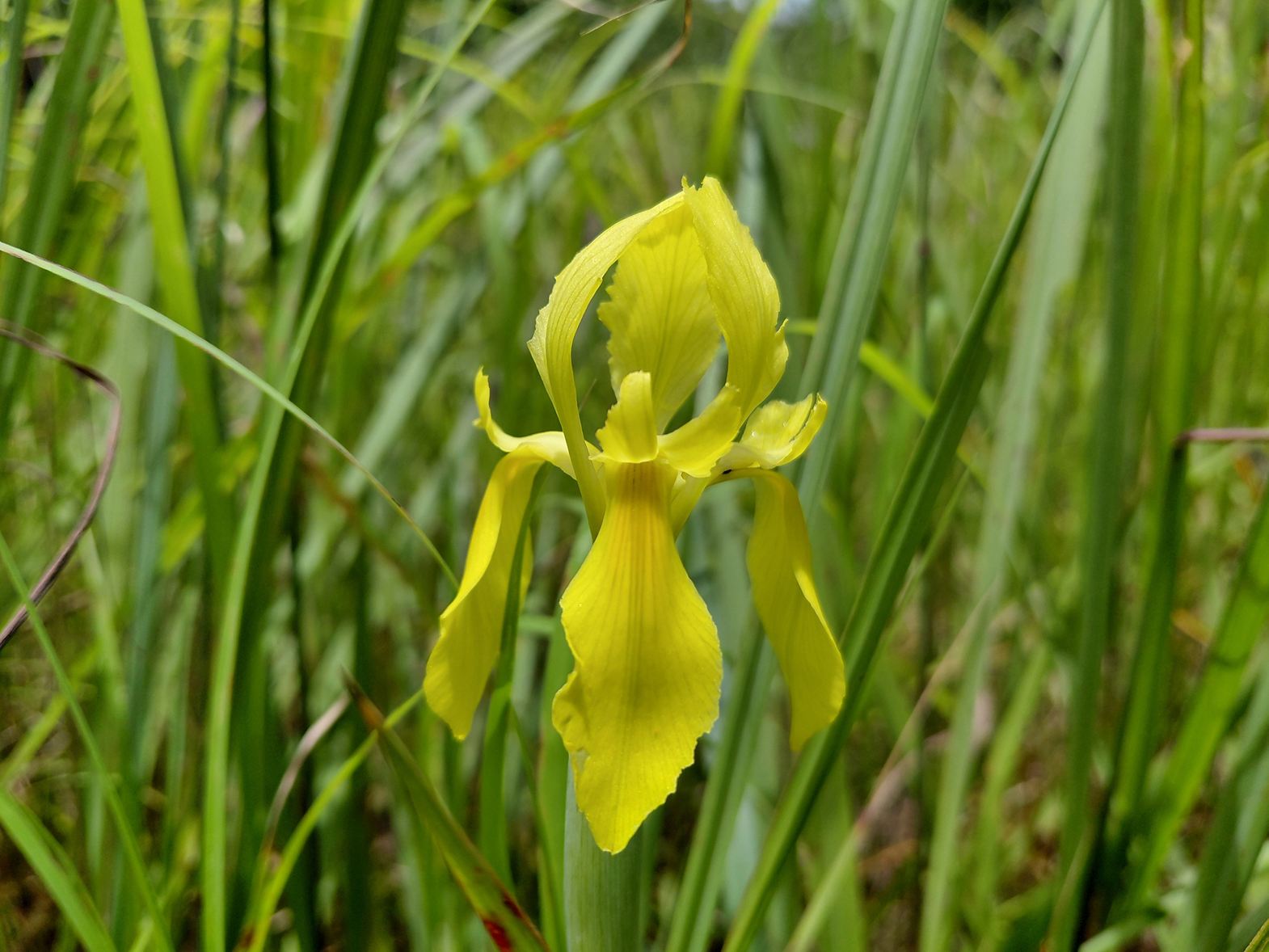 Moraea verdickii