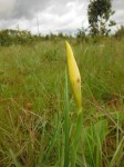 Moraea verdickii