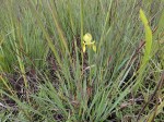 Moraea verdickii