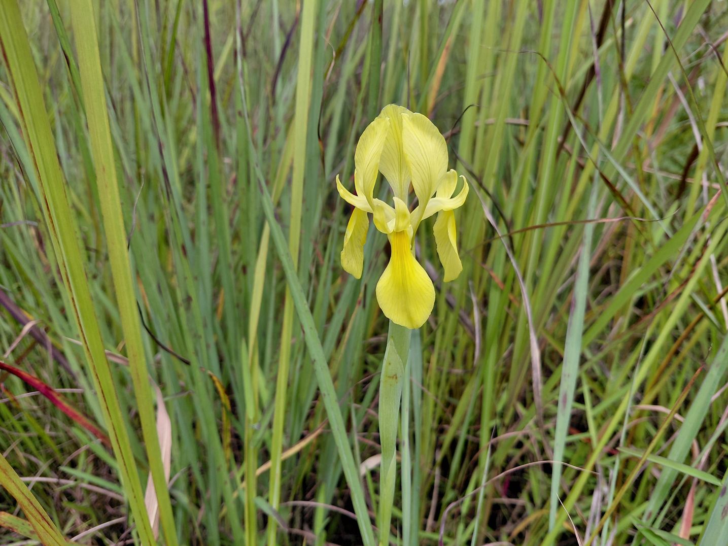 Moraea verdickii