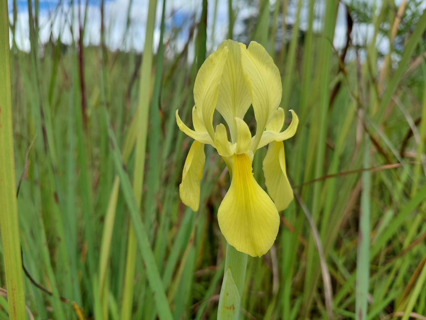 Moraea verdickii