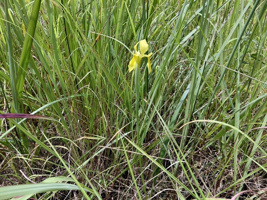 Moraea verdickii
