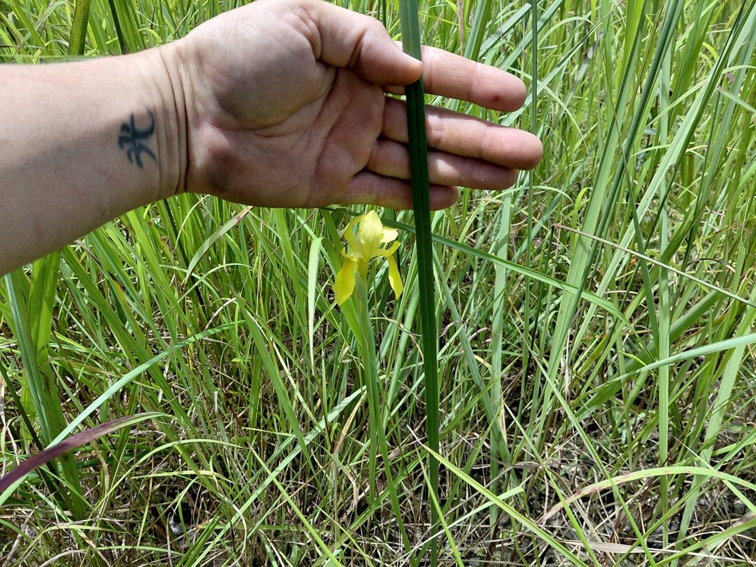 Moraea verdickii