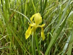 Moraea verdickii