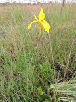 Moraea bella