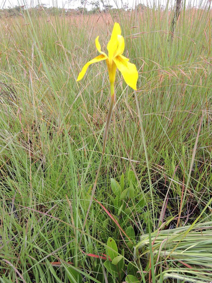 Moraea bella