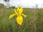 Moraea bella