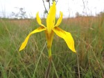 Moraea bella