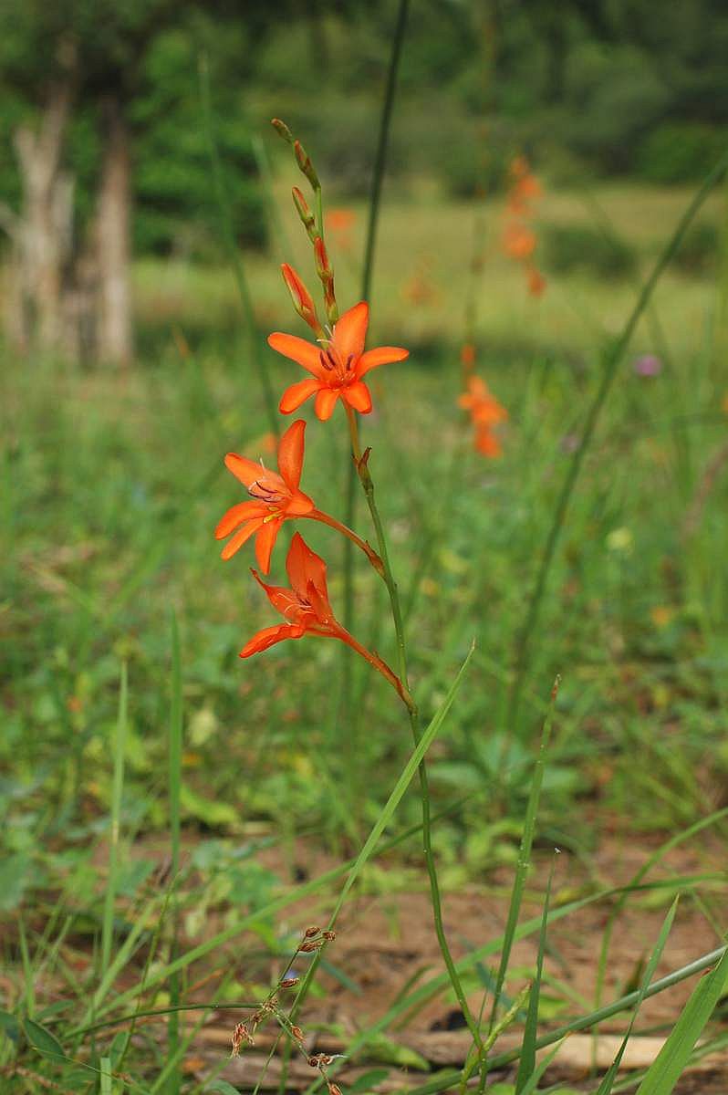 Tritonia moggii
