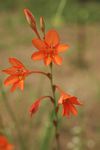 Tritonia moggii