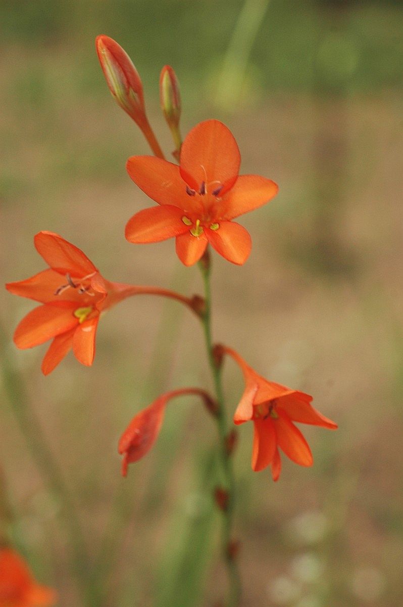Tritonia moggii