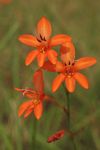 Tritonia moggii