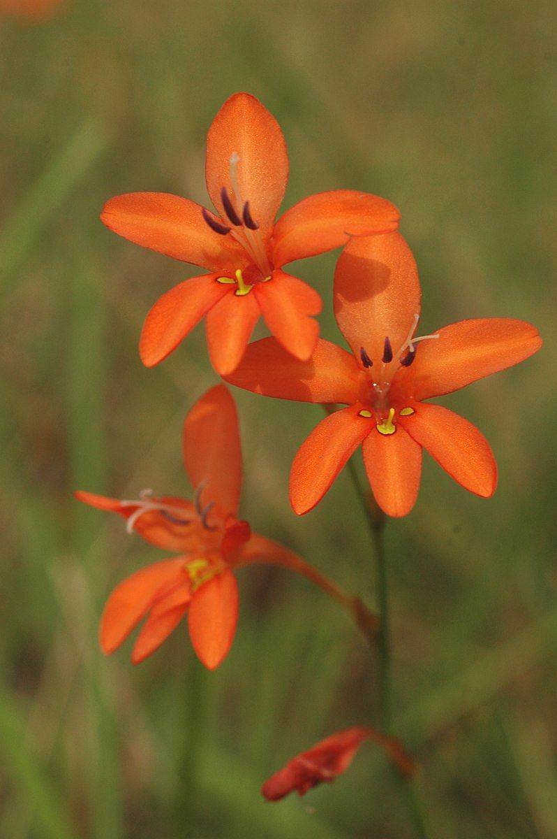 Tritonia moggii